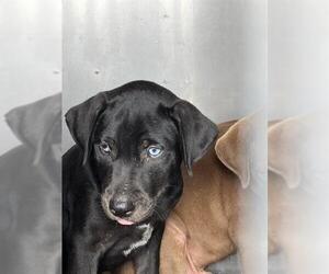 Labrador Retriever-Unknown Mix Dogs for adoption in Corpus Christi, TX, USA