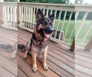 Mother of the German Shepherd Dog puppies born on 06/16/2019