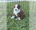 Puppy Puppy 1 Teal Miniature Australian Shepherd