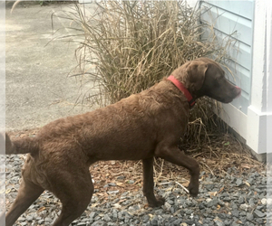 Mother of the Chesapeake Bay Retriever puppies born on 05/18/2022