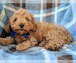 Small Photo #4 Cavachon-Poodle (Miniature) Mix Puppy For Sale in LANCASTER, PA, USA