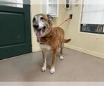 Small German Shepherd Dog Mix