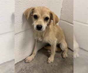 Chihuahua Dogs for adoption in Rosenberg, TX, USA