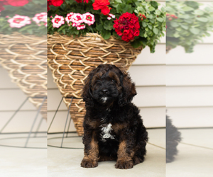 Cocker Spaniel-Poodle (Miniature) Mix Puppy for sale in MILLERSBURG, IN, USA