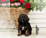 Small Cocker Spaniel-Poodle (Miniature) Mix