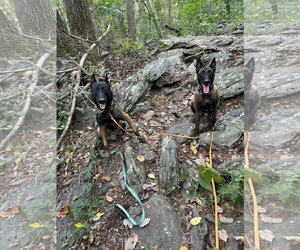 Hunter - Male Mutt Dog for Adoption - Photo #3