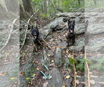 Small Photo #3 Mutt Puppy For Sale in Lancaster, PA, USA