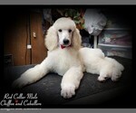Small Photo #1 Poodle (Standard) Puppy For Sale in MANCHESTER, MI, USA