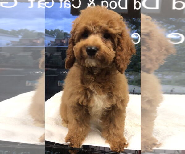 Medium Photo #3 Cockapoo Puppy For Sale in Lincolnwood, IL, USA