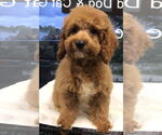 Small #2 Cockapoo