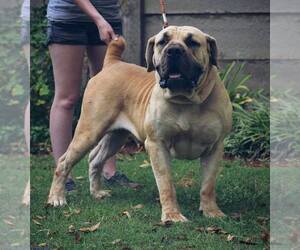 Father of the Boerboel puppies born on 01/16/2019