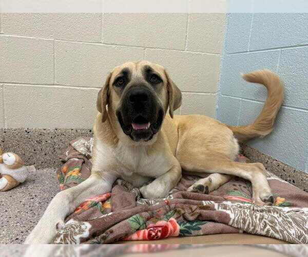 Medium Photo #1 Anatolian Shepherd Puppy For Sale in Brighton, CO, USA