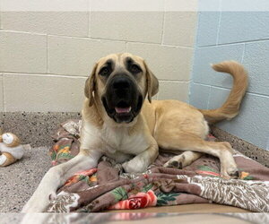 Anatolian Shepherd Dogs for adoption in Brighton, CO, USA