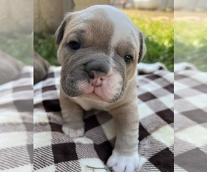 Olde English Bulldogge Puppy for Sale in BLUFFDALE, Utah USA