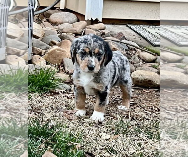 Medium Photo #1 Doxle Puppy For Sale in Mooresville, NC, USA