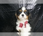 Puppy Sage AKC Cavalier King Charles Spaniel