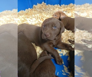 Labrador Retriever Puppy for Sale in CLAYTON, Delaware USA