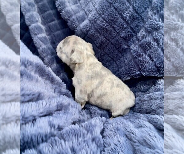 Medium Photo #13 French Bulldog Puppy For Sale in PUEBLO, CO, USA
