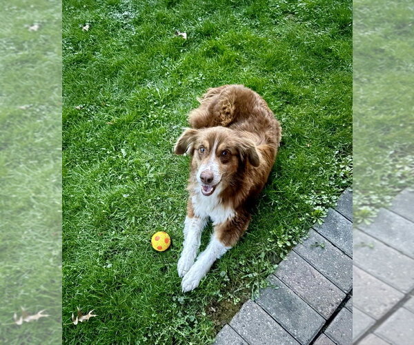 Medium Photo #2 Australian Shepherd-Unknown Mix Puppy For Sale in Springdale, PA, USA