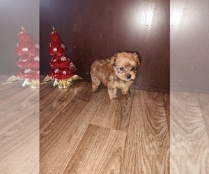 Yorkshire Terrier Puppy for sale in LAPEER, MI, USA