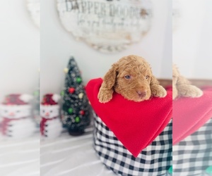 Goldendoodle-Poodle (Standard) Mix Puppy for sale in LEBANON, MO, USA