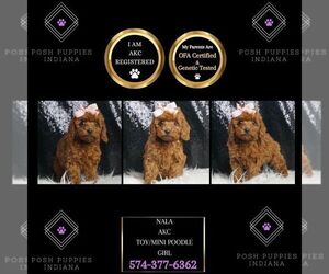 Poodle (Toy) Puppy for sale in WARSAW, IN, USA