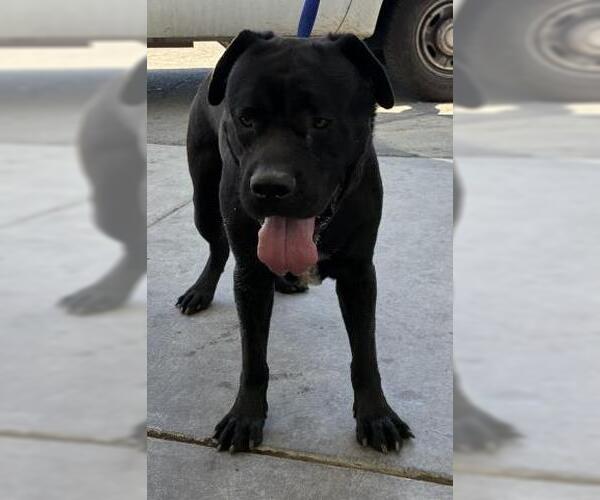 Medium Photo #1 Mastiff Puppy For Sale in Bakersfield, CA, USA