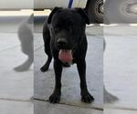 Small Mastiff