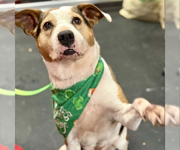 Medium Photo #24 Boxer-Unknown Mix Puppy For Sale in Canton, CT, USA