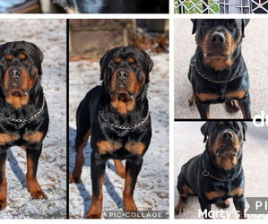 Father of the Rottweiler puppies born on 03/01/2026