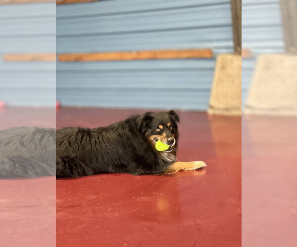 Medium Photo #4 Australian Shepherd-Unknown Mix Puppy For Sale in Webster, WI, USA