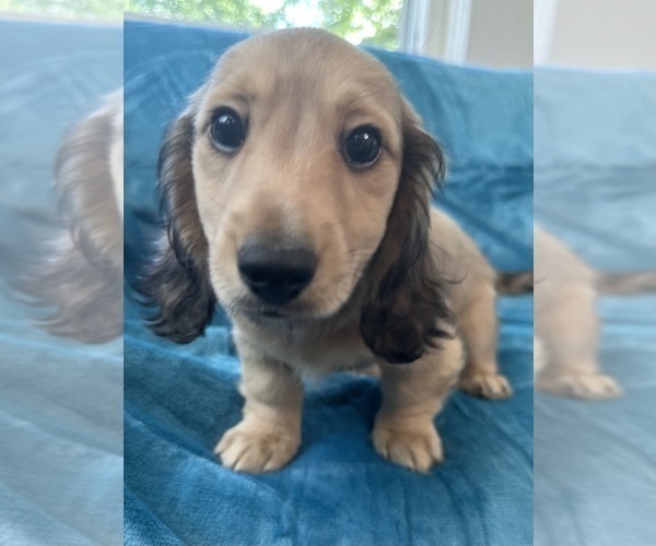 Medium Photo #5 Dachshund Puppy For Sale in MEMPHIS, TN, USA