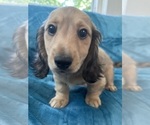 Small #4 Dachshund