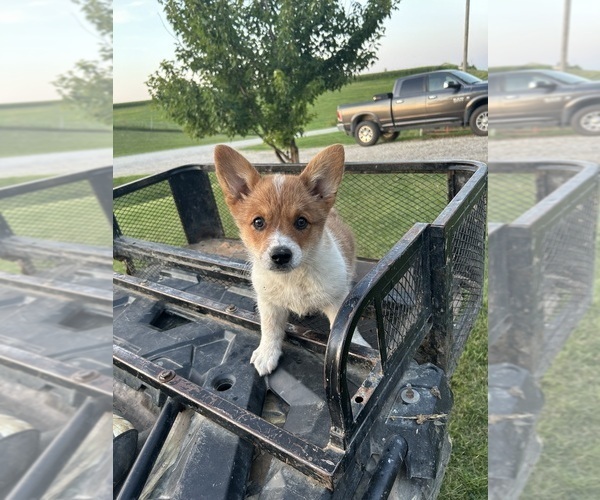Medium Photo #24 Pembroke Welsh Corgi Puppy For Sale in DRAKESVILLE, IA, USA