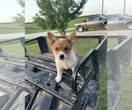 Small #7 Pembroke Welsh Corgi