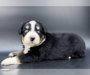 Miniature Australian Shepherd Puppy for Sale in FOXWORTH, Mississippi USA