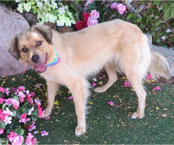 Medium Photo #1 Collie-Unknown Mix Puppy For Sale in Oklahoma City, OK, USA