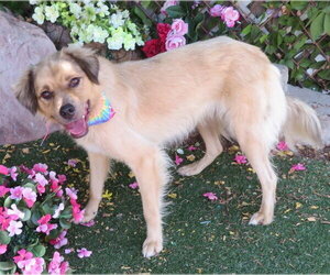 Collie-Unknown Mix Dogs for adoption in Oklahoma City, OK, USA