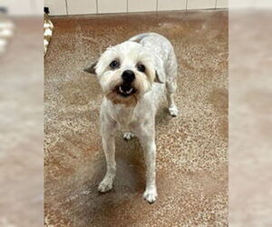 Shih Tzu Dogs for adoption in Salinas, CA, USA