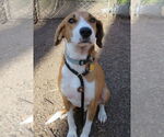 Small #11 Retriever  Mix