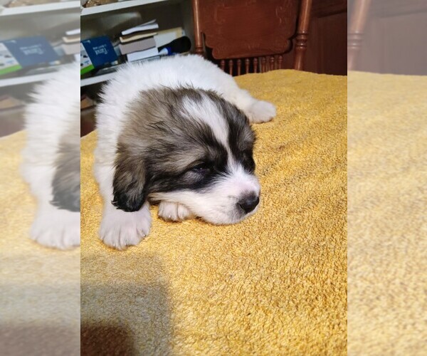 Medium Photo #33 Great Pyrenees Puppy For Sale in BANCROFT, WI, USA