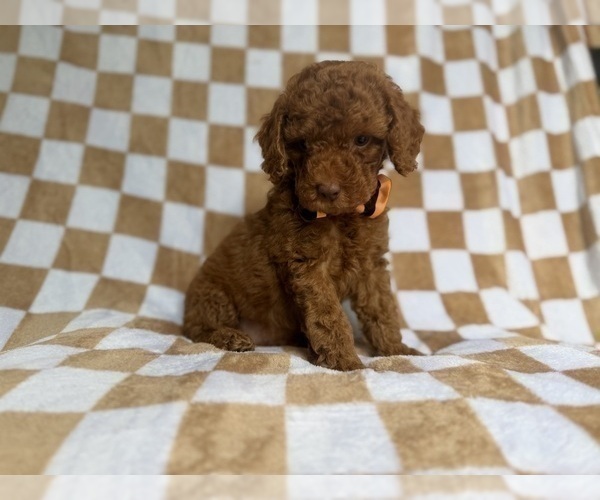 Medium Photo #3 Cockapoo (Miniature) Puppy For Sale in LAKELAND, FL, USA