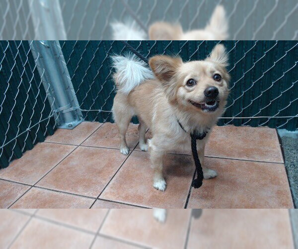 Medium Photo #1 Pomeranian-Unknown Mix Puppy For Sale in Downey, CA, USA