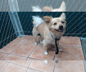 Pomeranian-Unknown Mix Dogs for adoption in Downey, CA, USA
