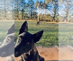 Small #8 Belgian Malinois
