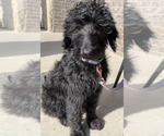 Small Photo #3 Goldendoodle Puppy For Sale in MELISSA, TX, USA