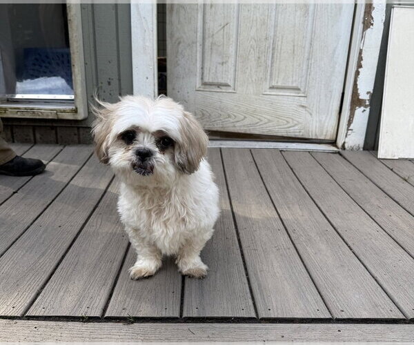 Medium Photo #2 Zuchon Puppy For Sale in Sequim, WA, USA