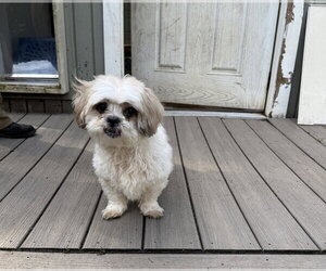 Bonded- Jasper and Chloe - Female Zuchon Dog for Adoption - Photo #2