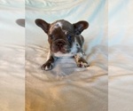 Puppy 2 French Bulldog