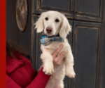 Small Photo #1 Dachshund Puppy For Sale in HAWTHORNE, CA, USA